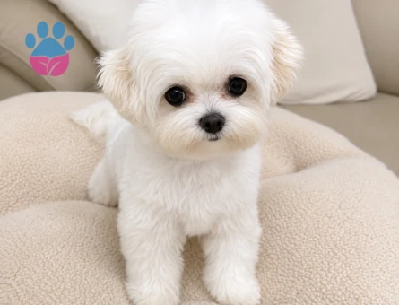 teacup maltese bebekler