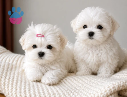 baby face maltese bebekler