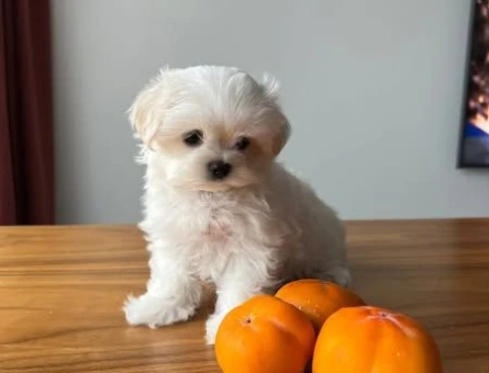 maltese terrier bebekler - 6387