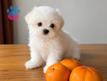 maltese terrier bebekler