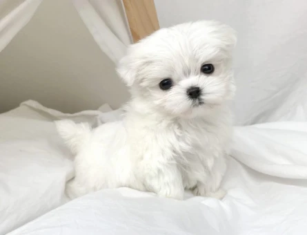 maltese terrier bebeklerimiz - 6388