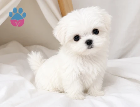 maltese terrier bebeklerimiz