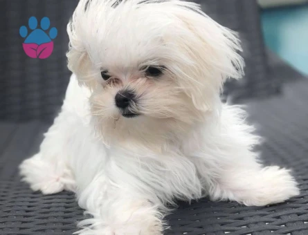 mini mini maltese terrier bebekler - 6389