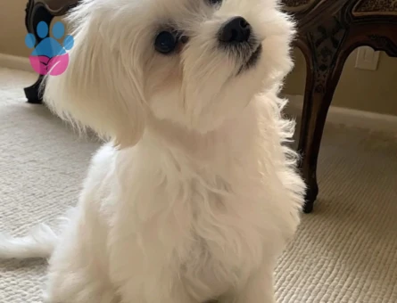 mini maltese bebekler - 6390