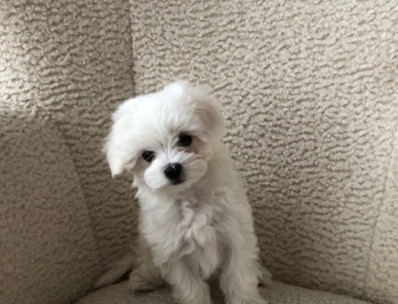 maltese terrier bebeklerimiz - 6391