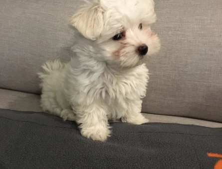 maltese terrier bebekler - 6392