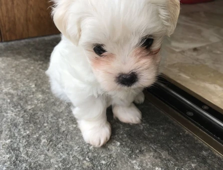 evinizin yeni bebeği maltese - 6393
