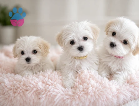 maltese terrier yavrularımız