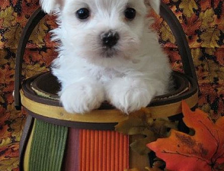 maltese terrier bebeklerimiz - 6396