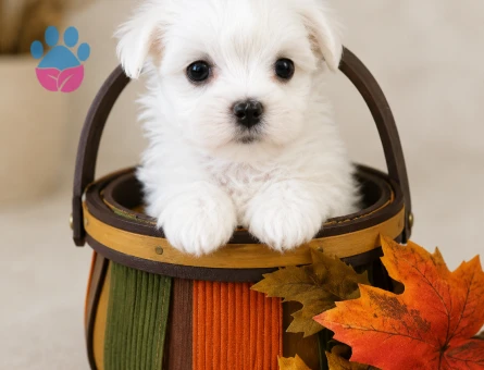 maltese terrier bebeklerimiz