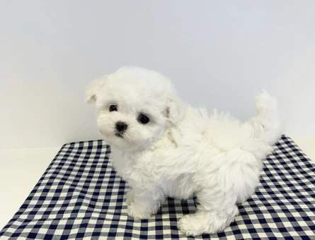 maltese terrier bebekler - 6397