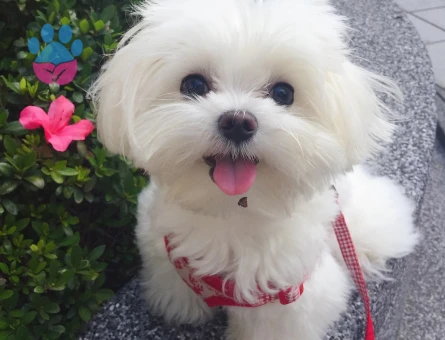maltese terrier bebekler