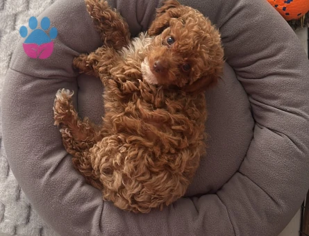 Toy poodle 3buçuk aylık - 6399
