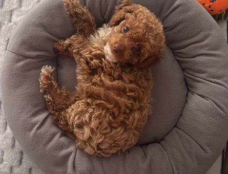 Toy poodle 3buçuk aylık - 6399