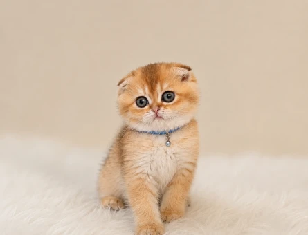 Premium Scottish Fold Golden Yavru - 6400