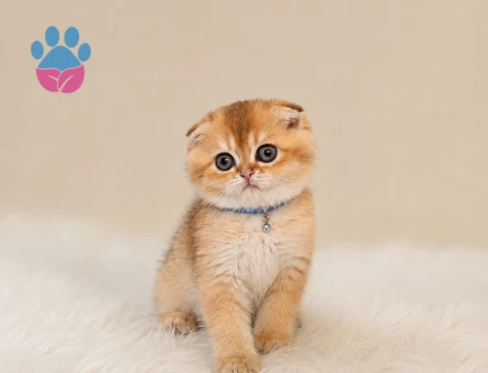 Premium Scottish Fold Golden Yavru