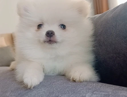 Pomeranian boo - 6403