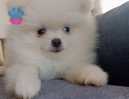 Pomeranian boo