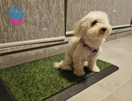 1 yaşında dişi toy poodle - 6406