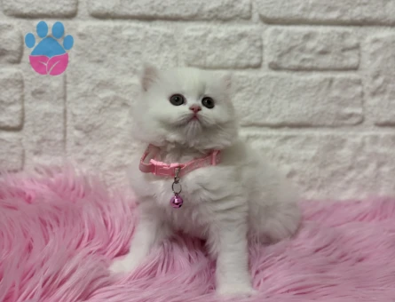 Beyazın En Saf Hali: İpek Tüylü Güzeller Güzeli