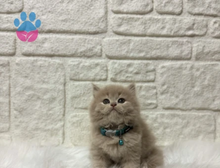 Fındık Kreması Tadında British Longhair Erkek Topaç Kafa