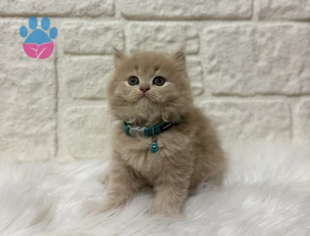 Fındık Kreması Tadında British Longhair Erkek Topaç Kafa