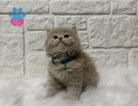 Fındık Kreması Tadında British Longhair Erkek Topaç Kafa