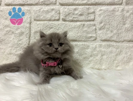 Zarif Lilac Güzelliği: British Shorthair Dişi Yavrumuz Yeni Yuvasını Arıyor