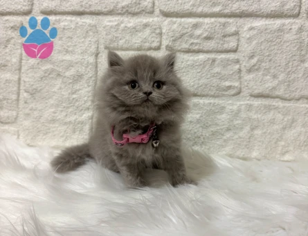 Zarif Lilac Güzelliği: British Shorthair Dişi Yavrumuz Yeni Yuvasını Arıyor