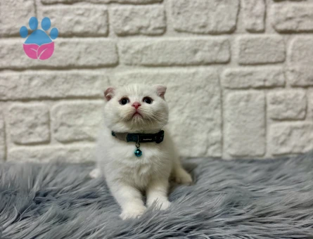 Sevgi Yumağı Scottish Fold Beyaz Erkek 2 Aylık