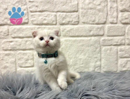 Sevgi Yumağı Scottish Fold Beyaz Erkek 2 Aylık