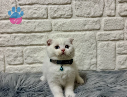 Sevgi Yumağı Scottish Fold Beyaz Erkek 2 Aylık