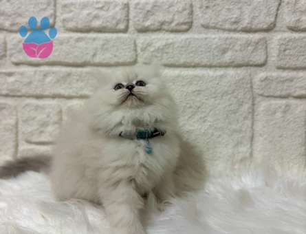 Pişmaniye Tadında Pofuduk Tüylü British Longhair Erkek