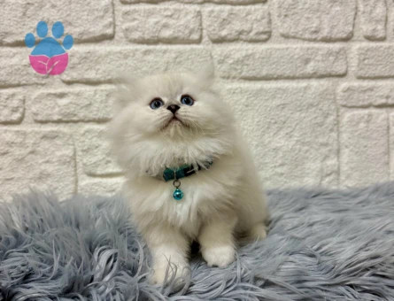 Pişmaniye Tadında Pofuduk Tüylü British Longhair Erkek