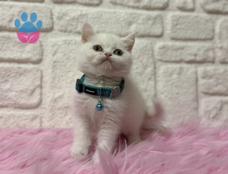 British Shorthair Beyaz Erkek 2 Aylık