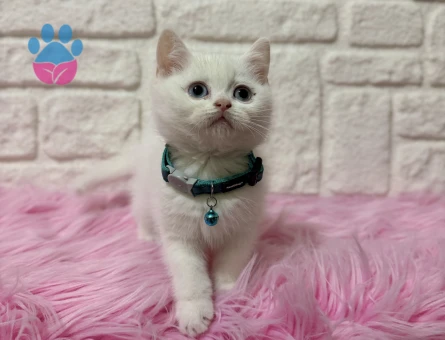 Mavi Gözlü British Shorthair Erkek 2 Aylık Yavrumuz