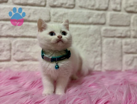 Mavi Gözlü British Shorthair Erkek 2 Aylık Yavrumuz