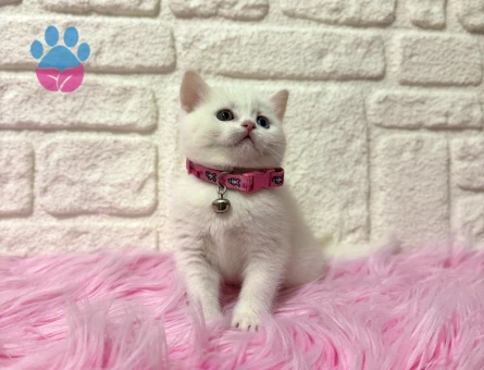 Nadir Bulunan British Shorthair Oldd Eyes 2 Aylık Dişi