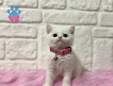 Bayan Kibar: British Shorthair Beyaz Dişi 2 Aylık