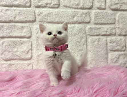 Bayan Kibar: British Shorthair Beyaz Dişi 2 Aylık