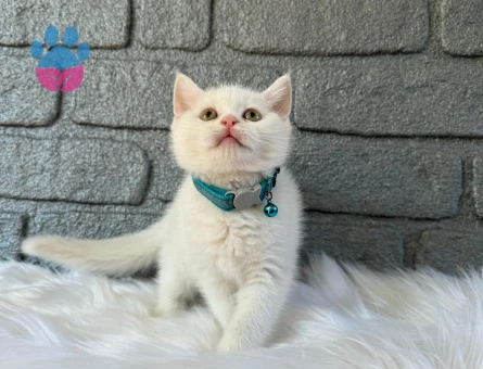 British Shorthair Bay Meraklı Erkek Yavrumuz