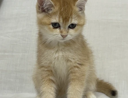 BABASI ŞECERELİ NY12 KIZIMIZA YUVA ARIYORUZ