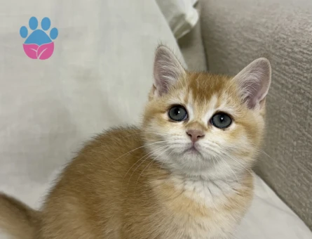 BABASI ŞECERELİ NY12 KIZIMIZA YUVA ARIYORUZ