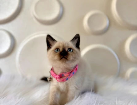 British Shorthair Çikolata Point Dişi 2 Aylık