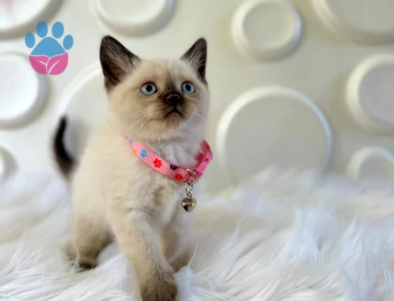 British Shorthair Çikolata Point Dişi 2 Aylık