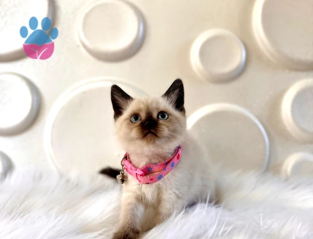 British Shorthair Çikolata Point Dişi 2 Aylık