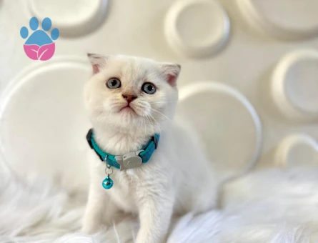 Scottish Fold Bluepoint Erkek 2 Aylık
