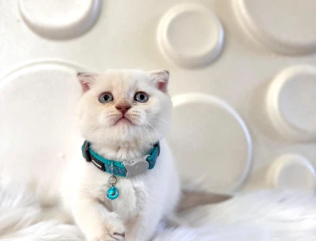 Scottish Fold Bluepoint Erkek 2 Aylık