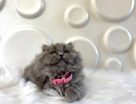 British Longhair Gri 2 Aylık Dişi