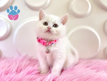 British Shorthair Beyaz 2 Aylık Dişi